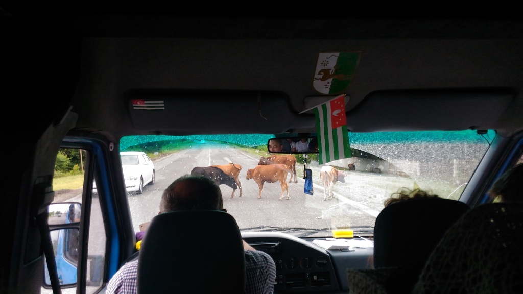 коровы на дорогах.jpg