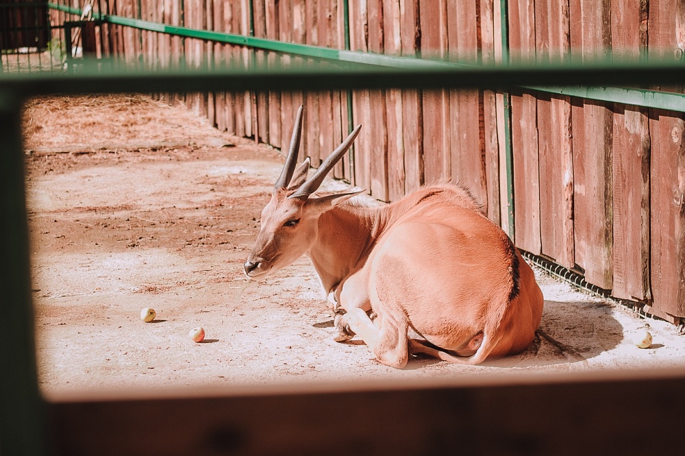 Звери в костромском зоопарке заскучали без посетителей