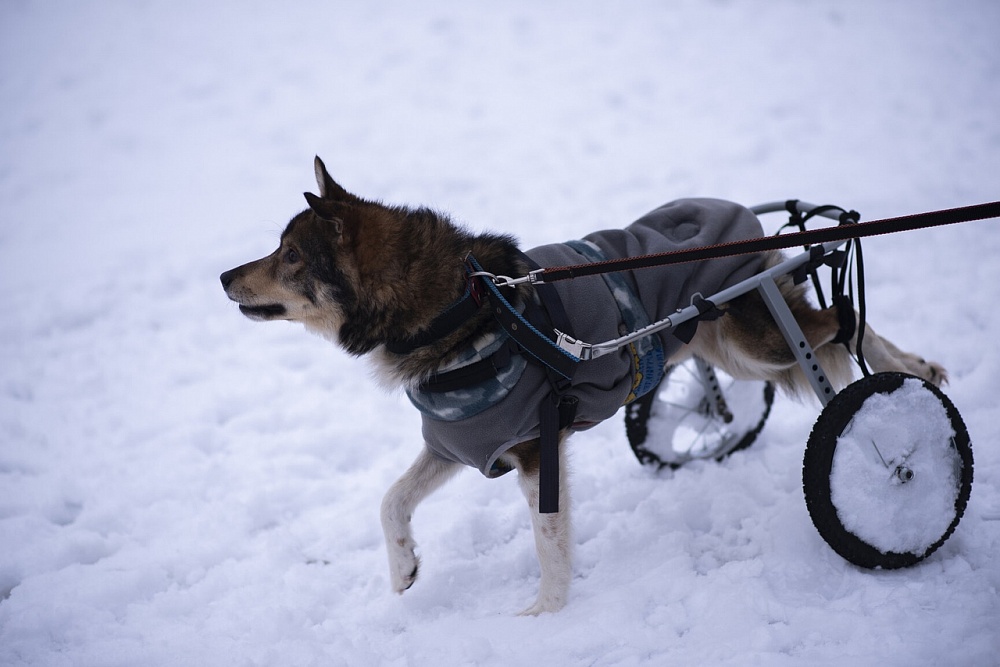 В Костроме ищут заботливые семьи для псов-инвалидов