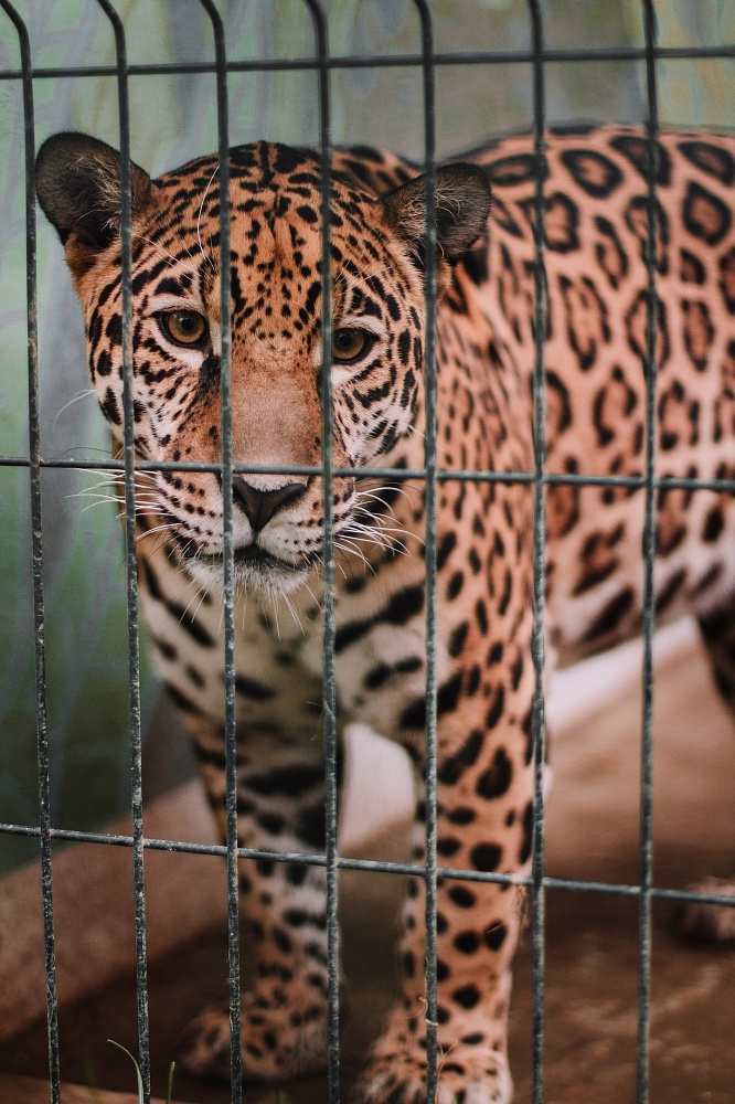 Звери в костромском зоопарке заскучали без посетителей