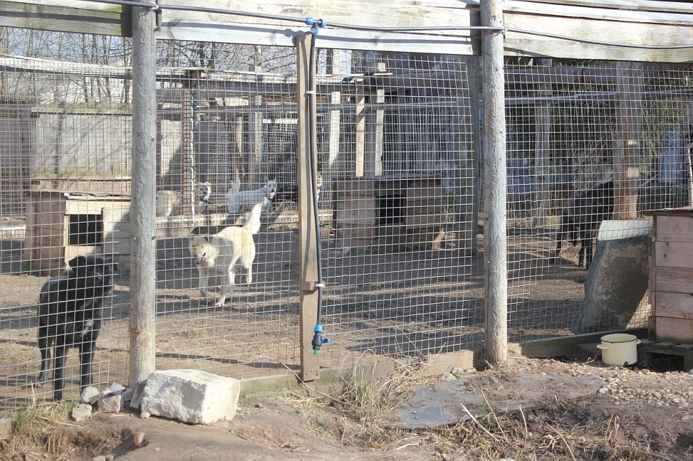 Костромские приюты для животных продолжают принимать кошек и собак