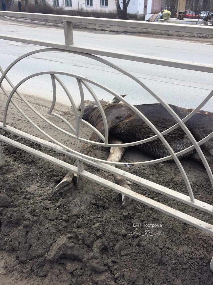 В Костроме в районе автовокзала погиб лось