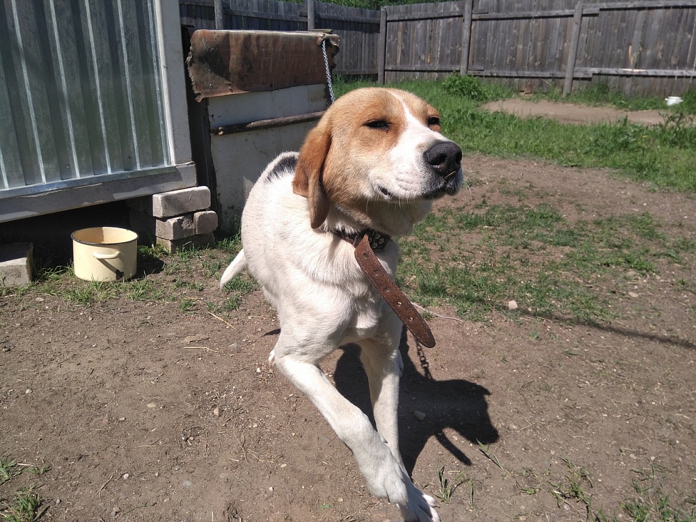 Приют белый бим. Приют белый Бим Рыбница. Приют белый Бим Кострома. Приют белый Бим в Ижевске. Передержка собак в Костроме белый Бим.