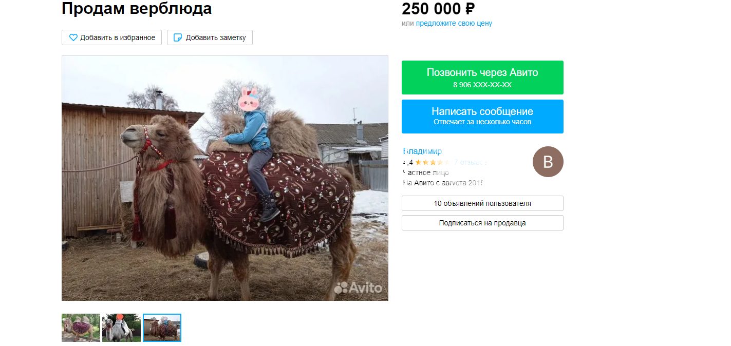 Необычного питомца продают в Костроме за четверть миллиона рублей