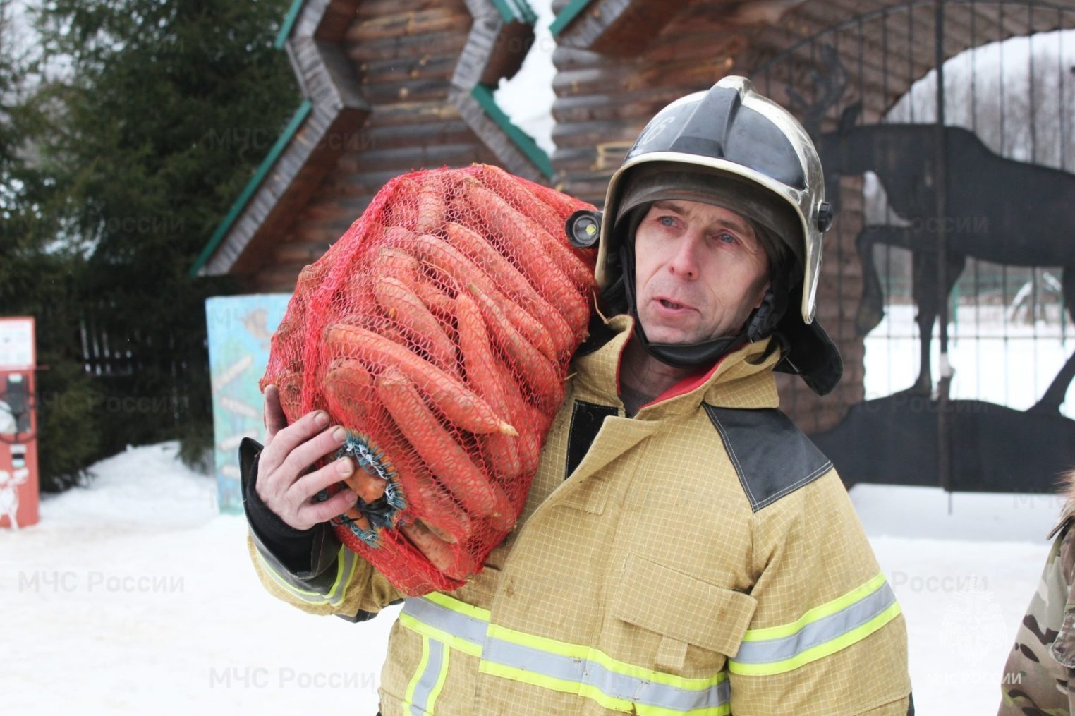 Костромские пожарные накормили лосей морковкой