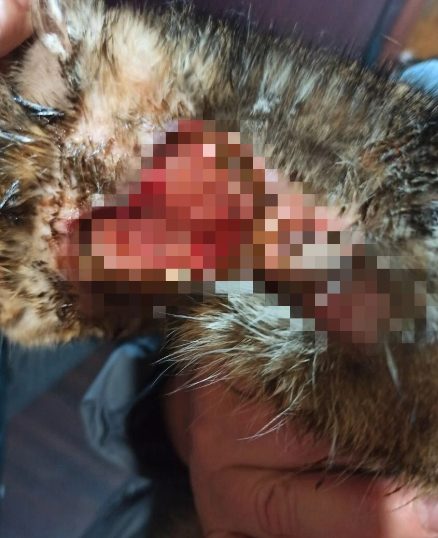 В Костроме нашли кошку с огнестрельным ранением