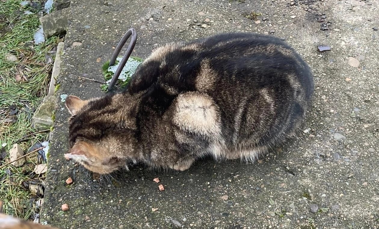 В Костроме нашли кошку с огнестрельным ранением