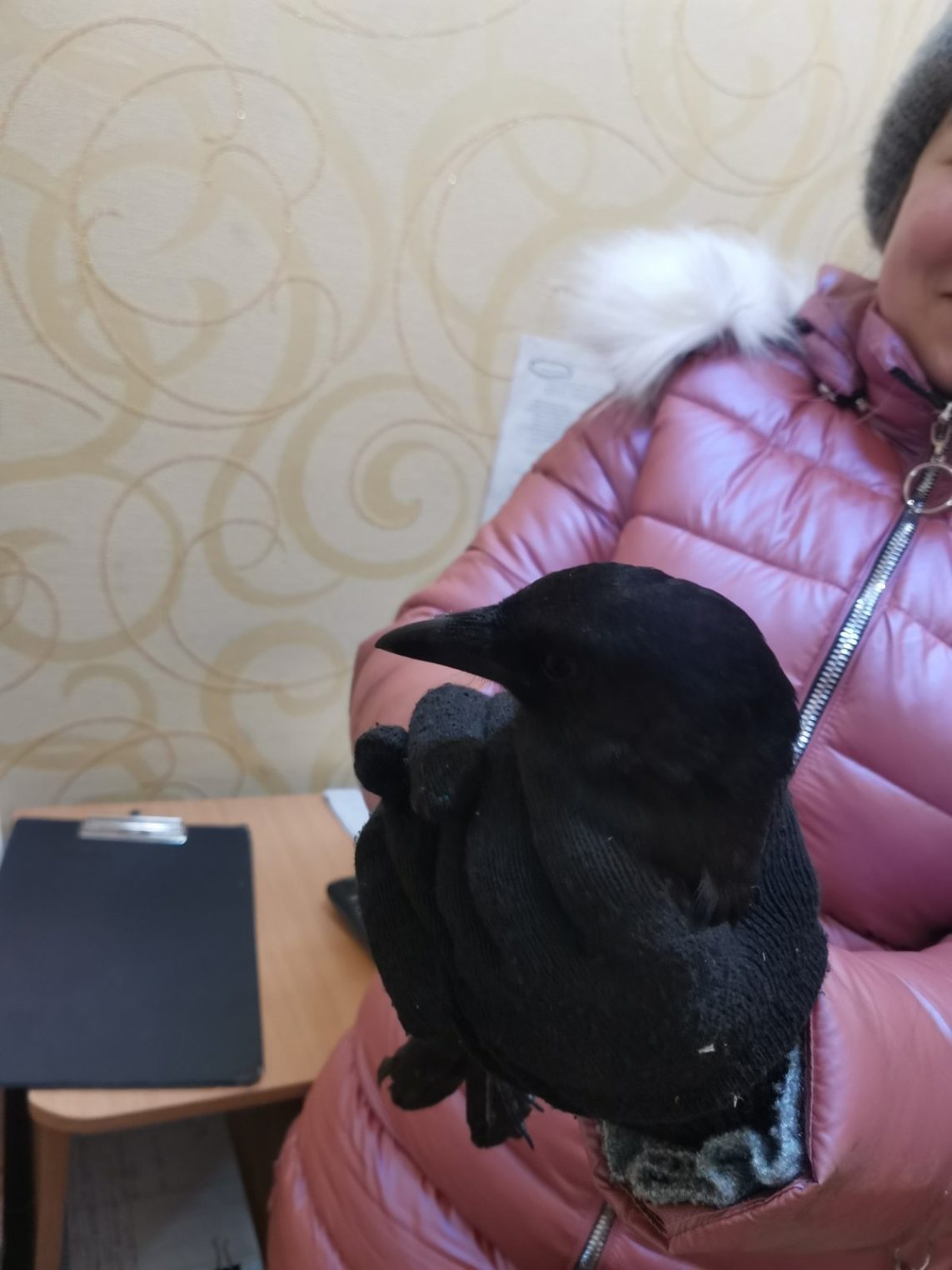Потрепанная собаками сорока в Костромской области ищет добрые руки