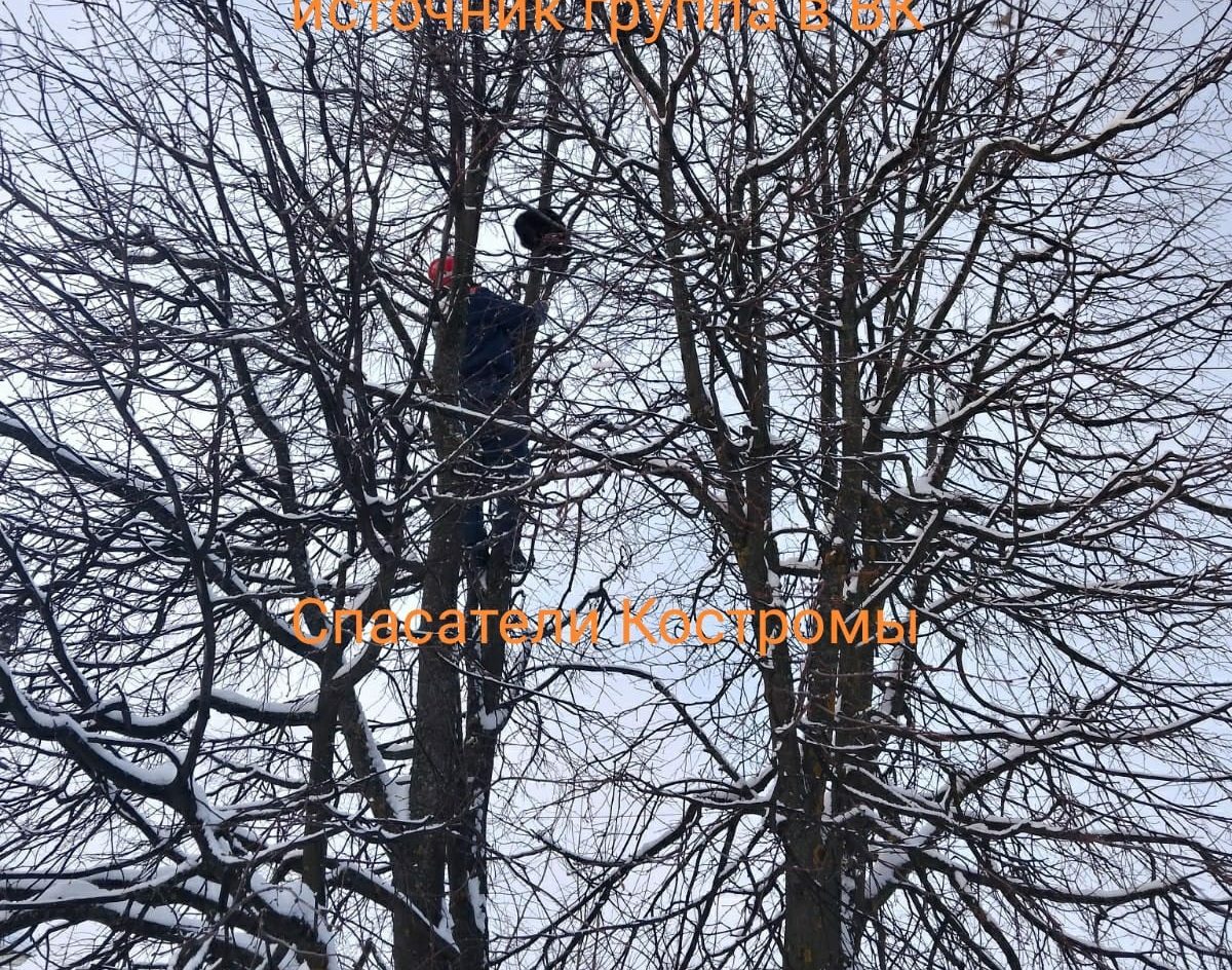 Спасатели помогли усатому спуститься с дерева в костромском райцентре