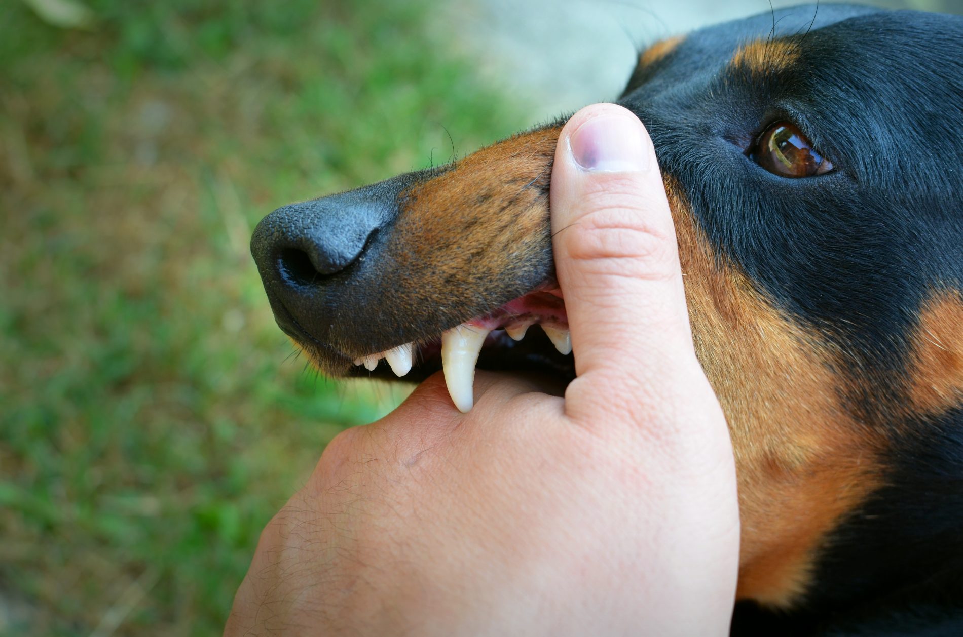 Бродячие собаки пугают жителей костромской глубинки