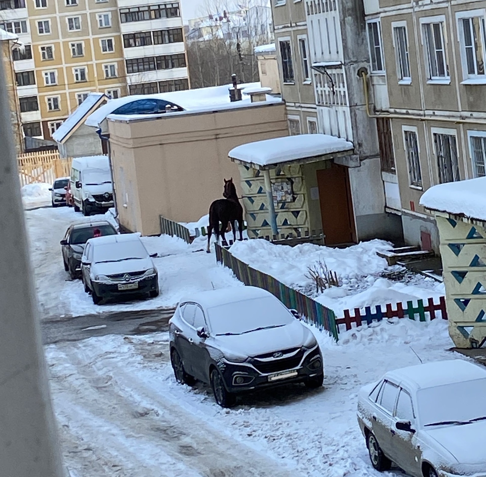 В Костроме жителей многоквартирных домов напугала во дворе чёрная лошадь
