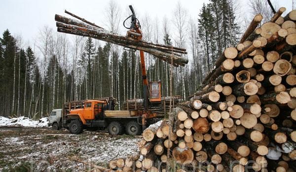 Лес рубят, деньги летят: Костромская область в лидерах по лесным доходам в ЦФО