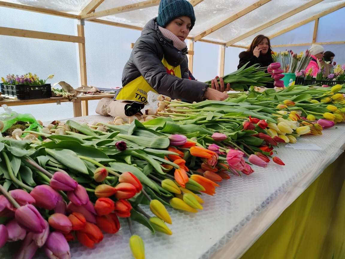 Большая Костромская Ярмарка тюльпанов — 20 000 цветов в одной точке