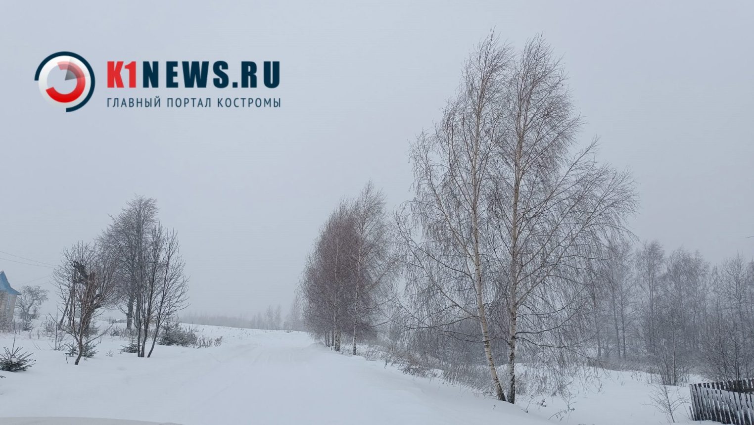 То березка, то осина: в Костромской области подсчитали деревья