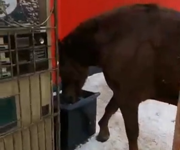 В Костроме истощённая лошадь ищет еду по мусорным бакам