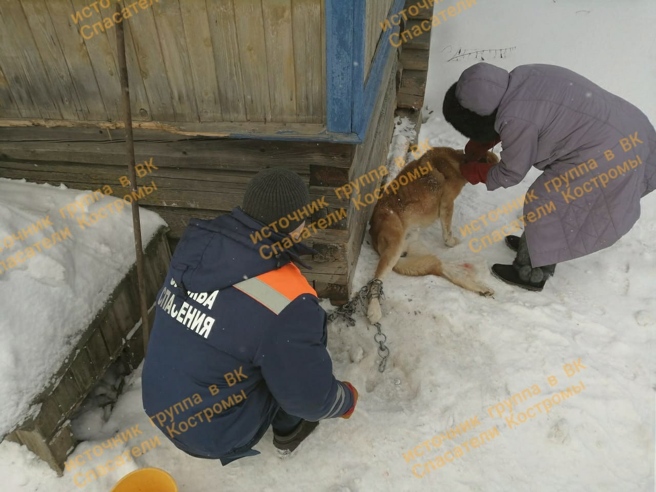 Собаку  в костромской Шарье из цепи вызволяли спасатели