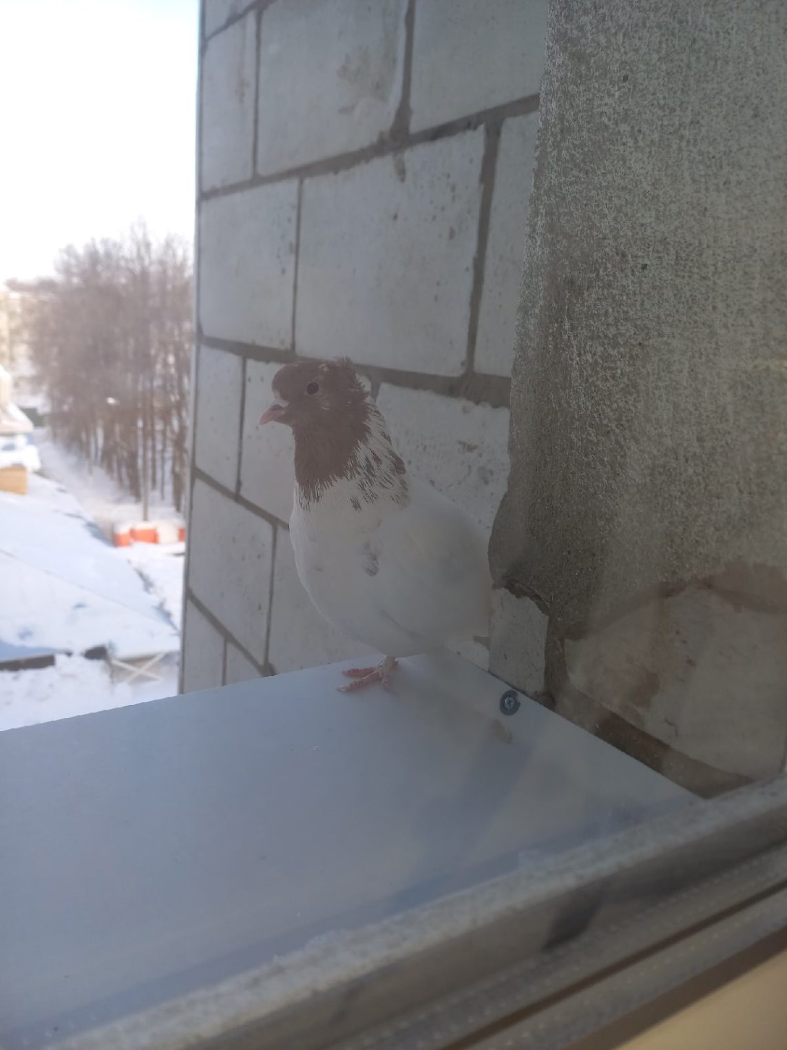 Замерзший голубь в Костроме не может найти дом