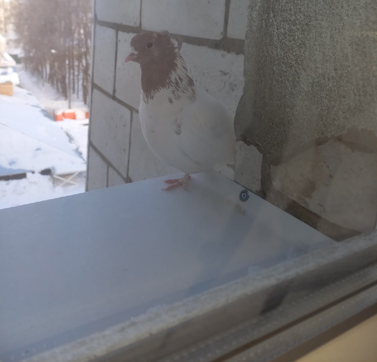 Замерзший голубь в Костроме не может найти дом
