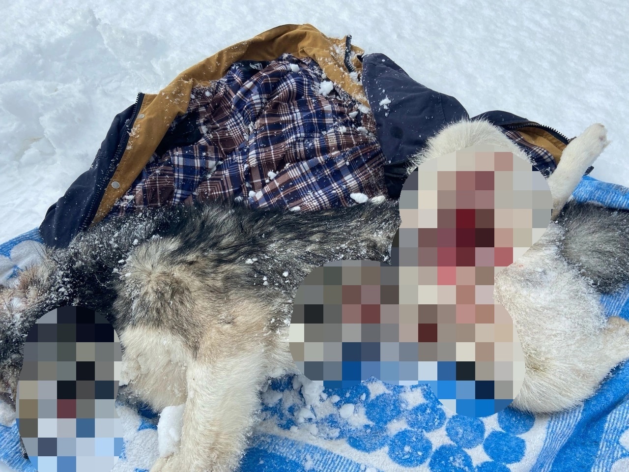 Смертельный бум: убийства собак в Костромской области продолжаются