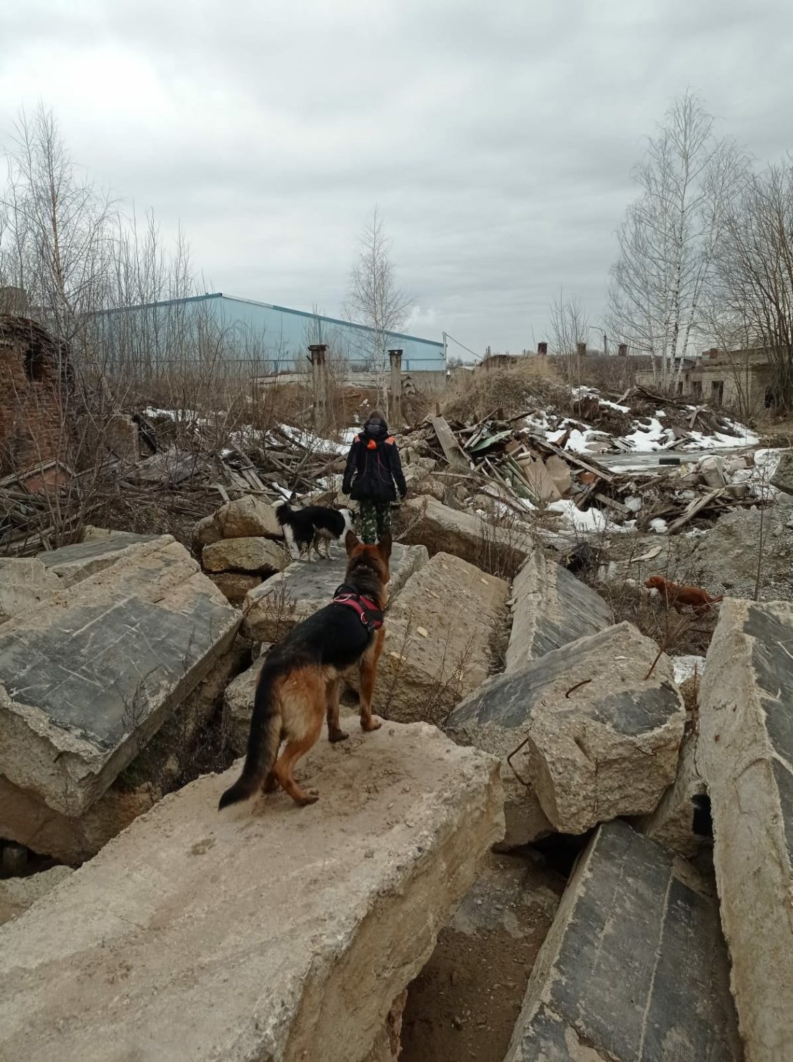 Костромские собаки-спасатели учились находить людей в завалах