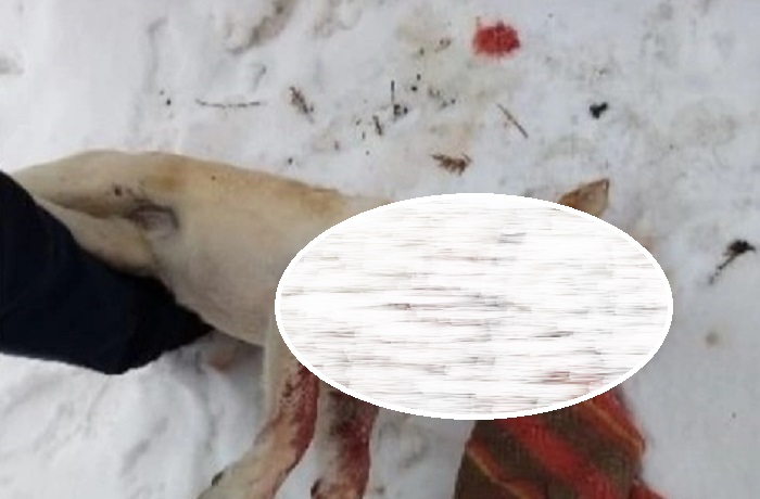 На месте жестокого убийства двух собак в Костромской области застрелили третью