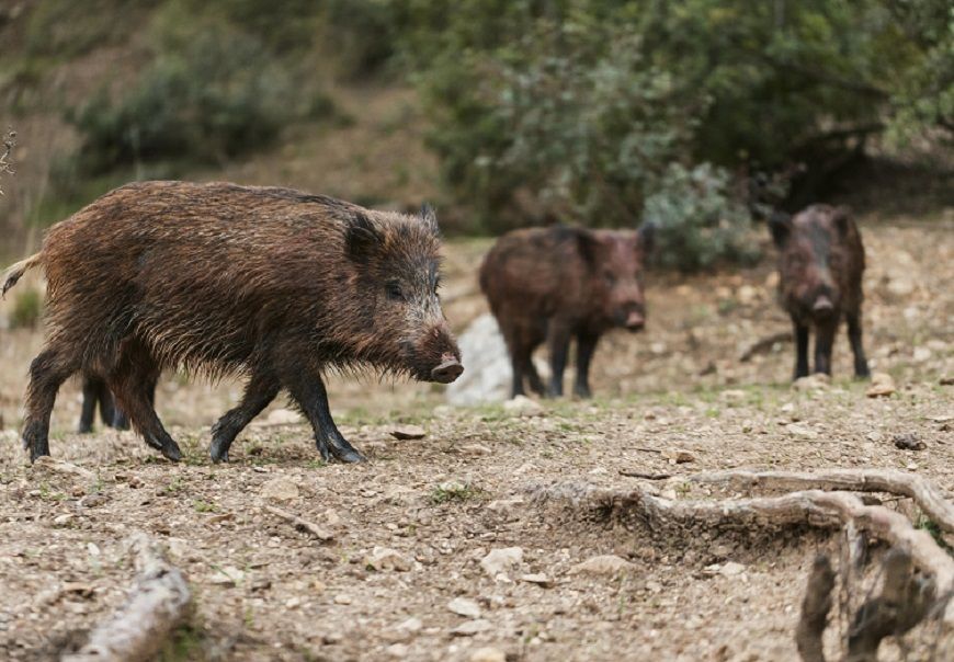 Очередной очаг африканской чумы свиней выявлен в Костромской области