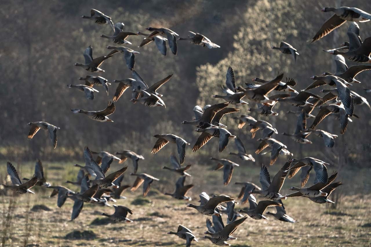 На костромскую землю прилетели дикие гуси
