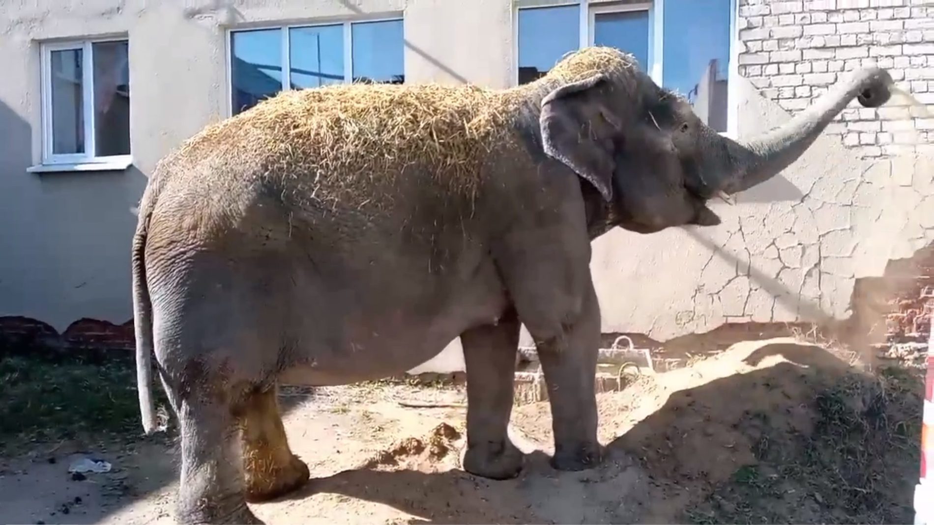 Слон в Костроме обсыпал себя песком