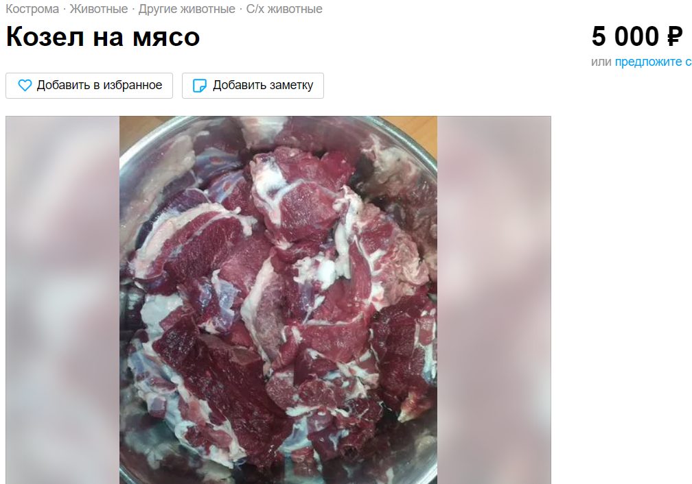 Не бывшие: в Костроме натуральных козлов пускают на мясо