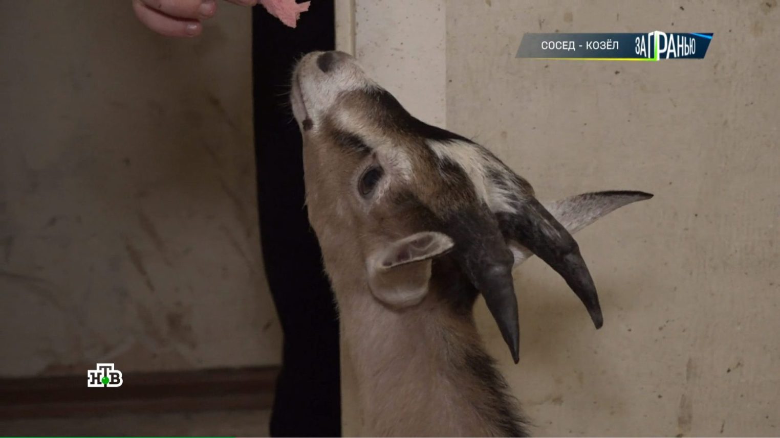 Сосед-козел: на НТВ показали странную костромскую любительницу живности