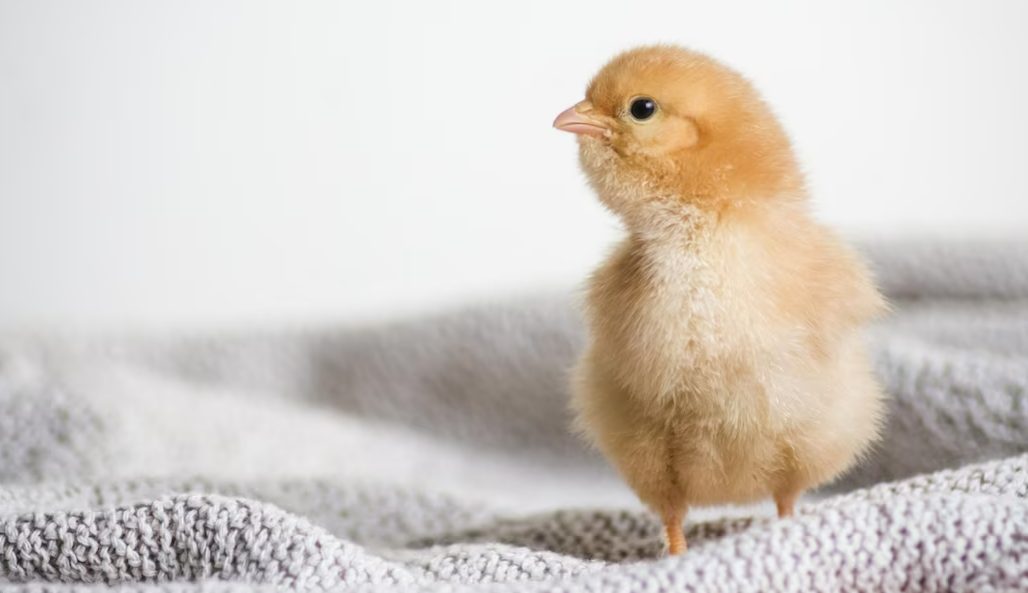В Костроме открылась выставка с живыми очаровательными цыплятами