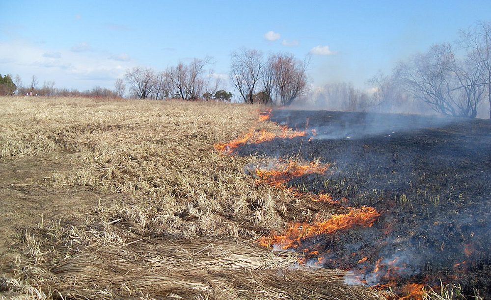 400 тысяч рублей могут заплатить костромичи за сжигание травы