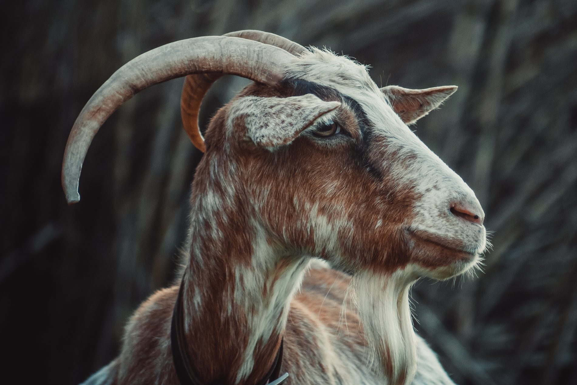 Не бывшие: в Костроме натуральных козлов пускают на мясо