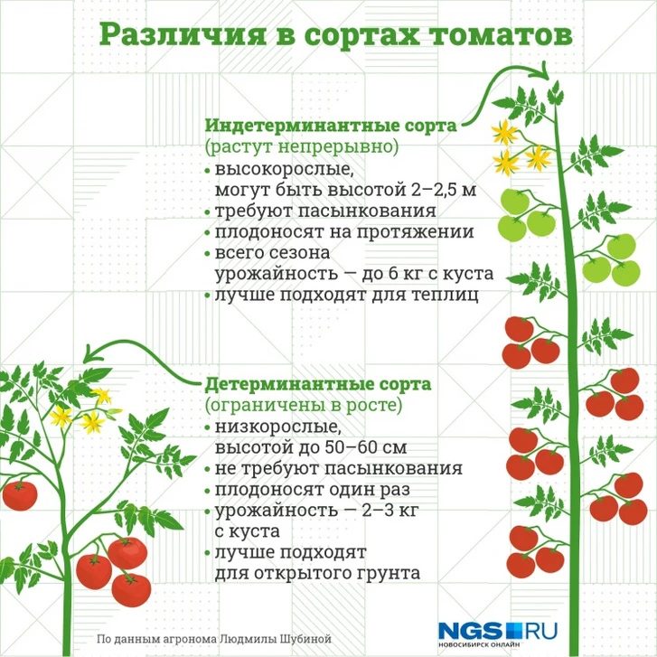 Костромичам рассказали, как правильно сажать помидоры