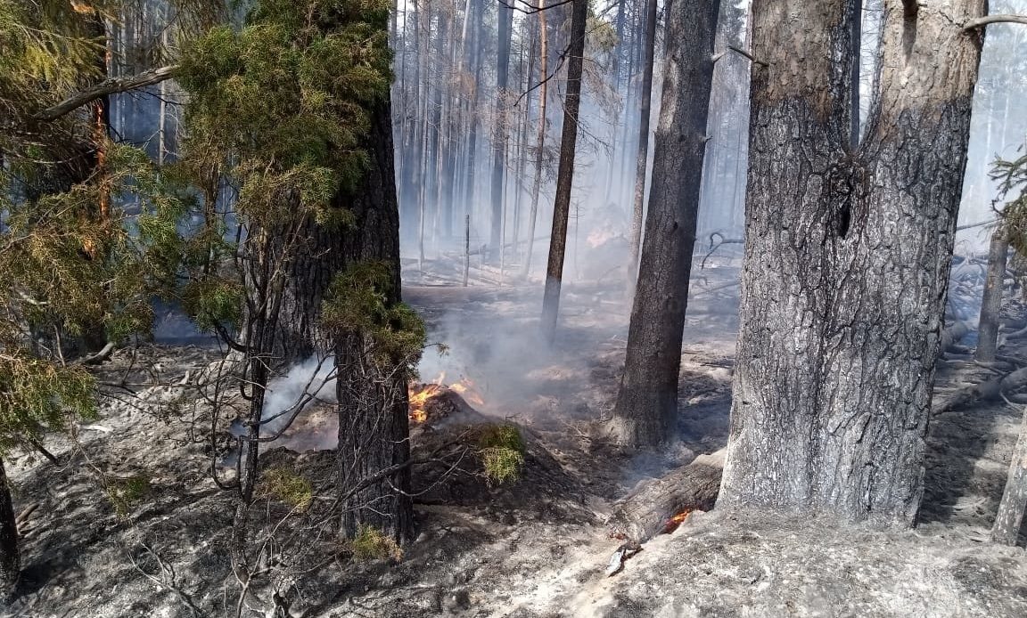 Еще один лесной пожар произошел в Костромской глубинке