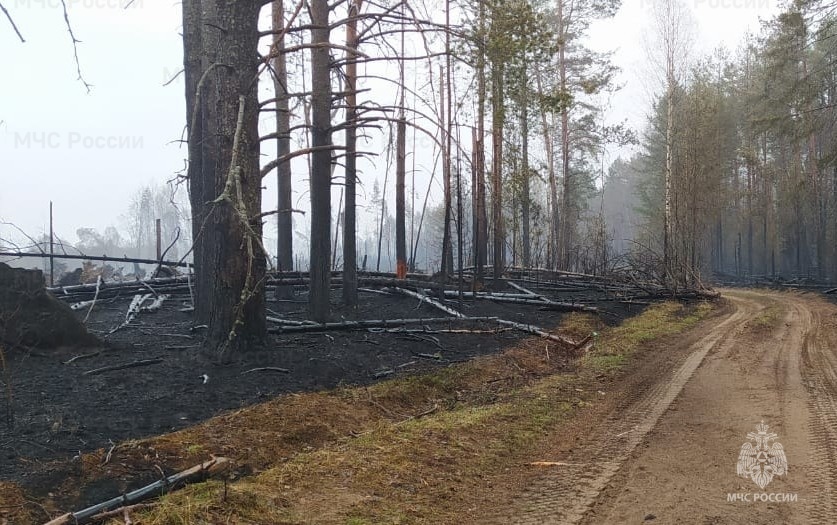 Масштабный пожар в костромском лесу удалось локализовать