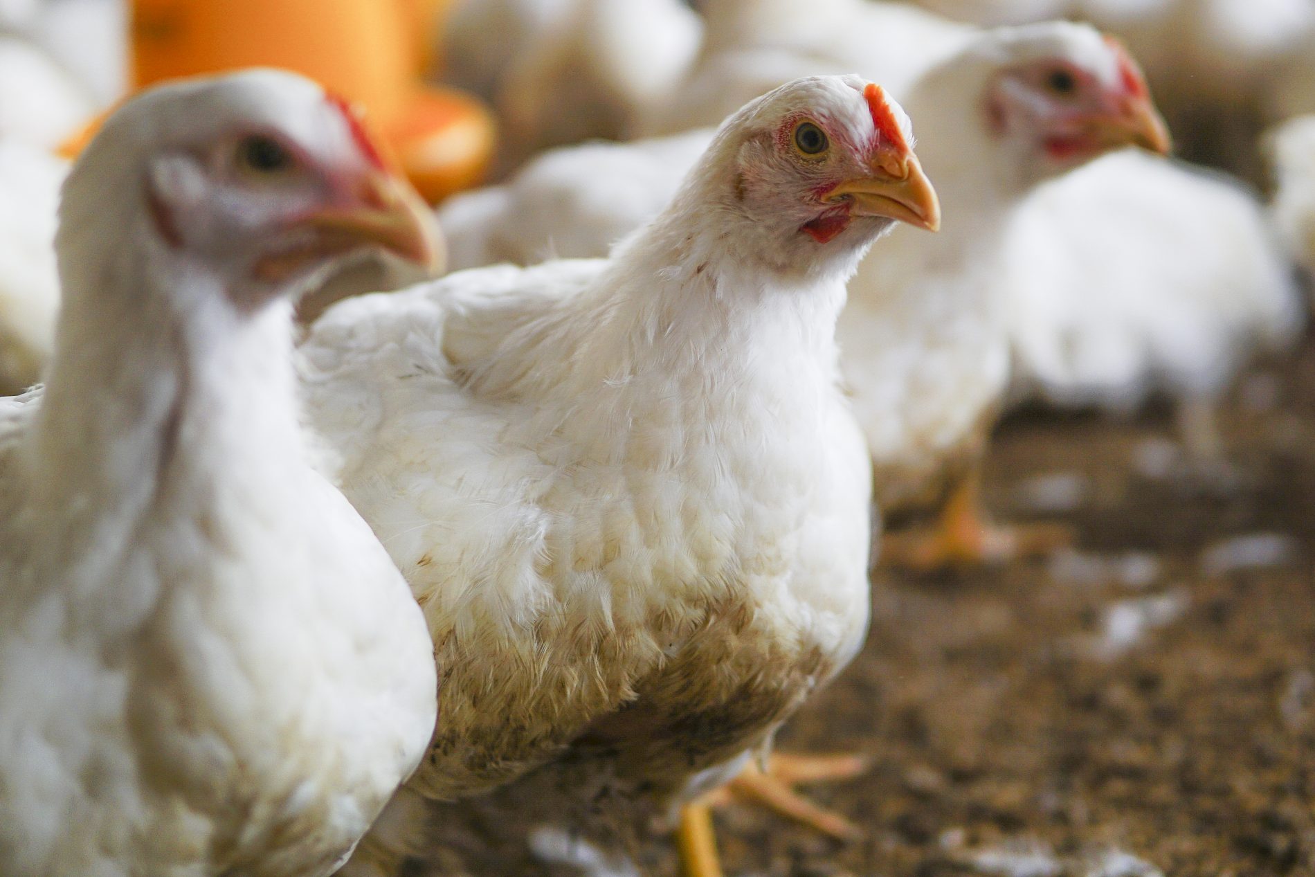 Костромичам запретили покупать куриц через интернет