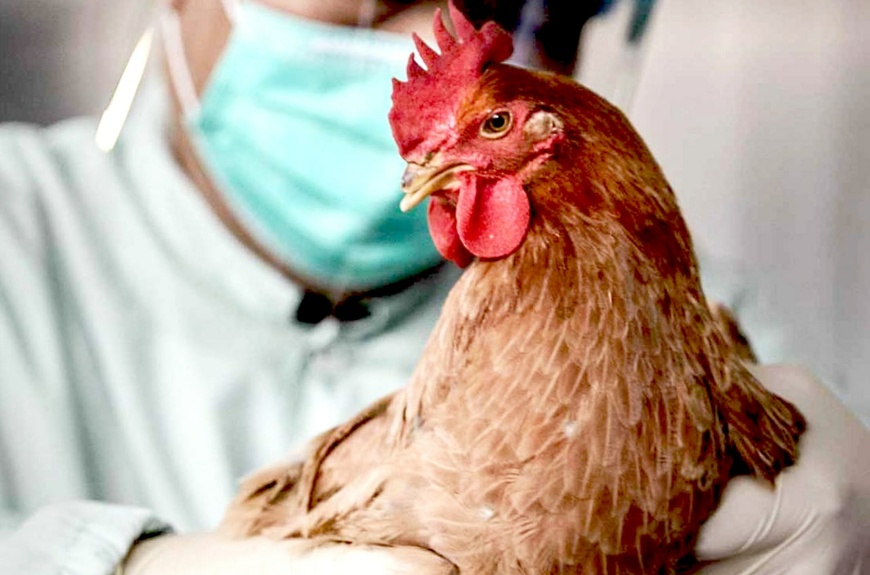 В Костромской области выявлены три случая гриппа птиц H5N1
