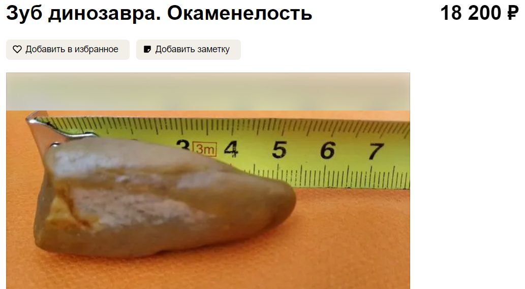 Мужчина продаёт зуб динозавра, найденный вдруг в Костроме