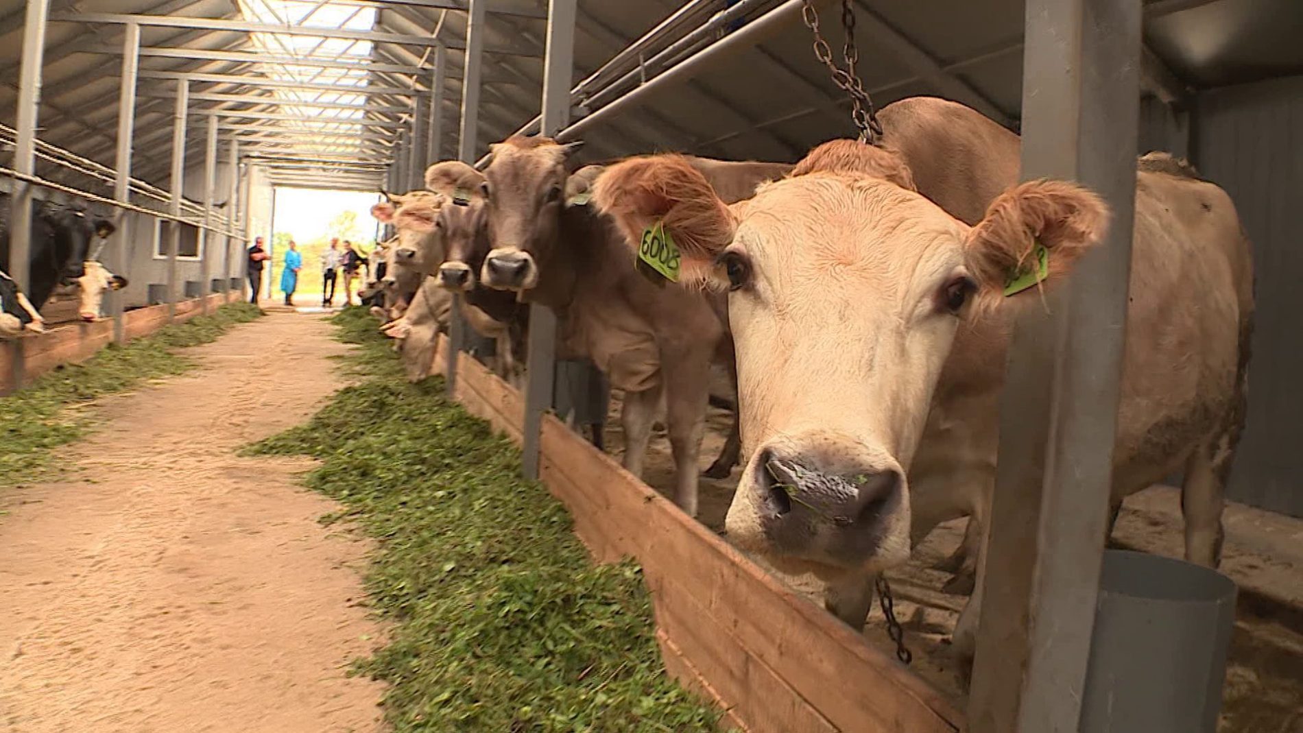 Костромские коровы стали доиться лучше на 6 процентов благодаря субсидиям