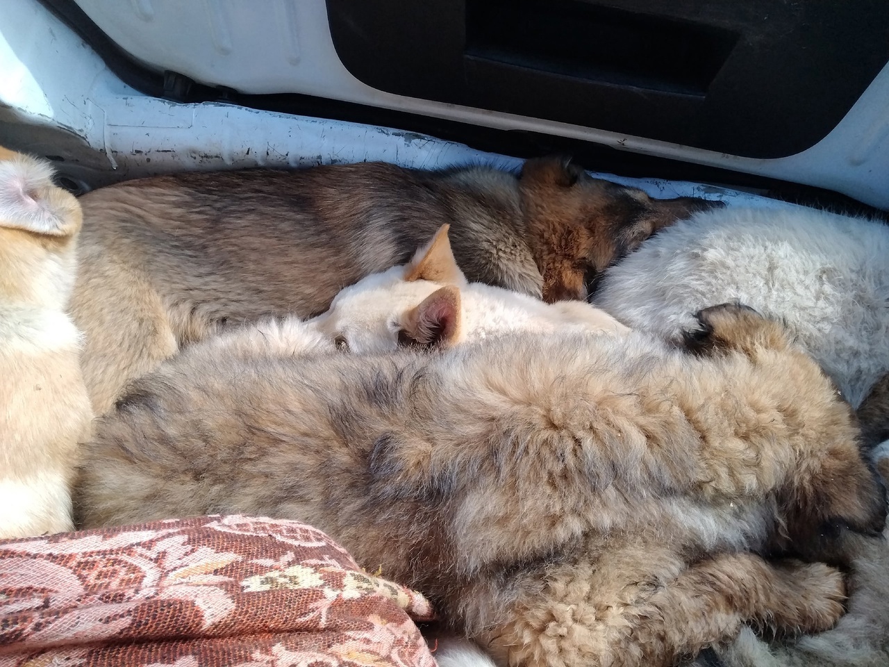 Волонтеры в шоке: в Костроме жестоко издевались над собакой и ее щенками