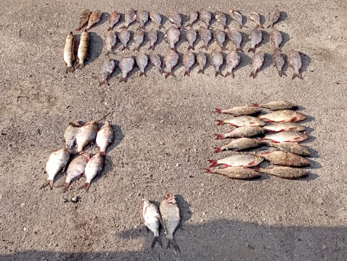 Семь рыбаков - браконьеров поймали в Костромской области
