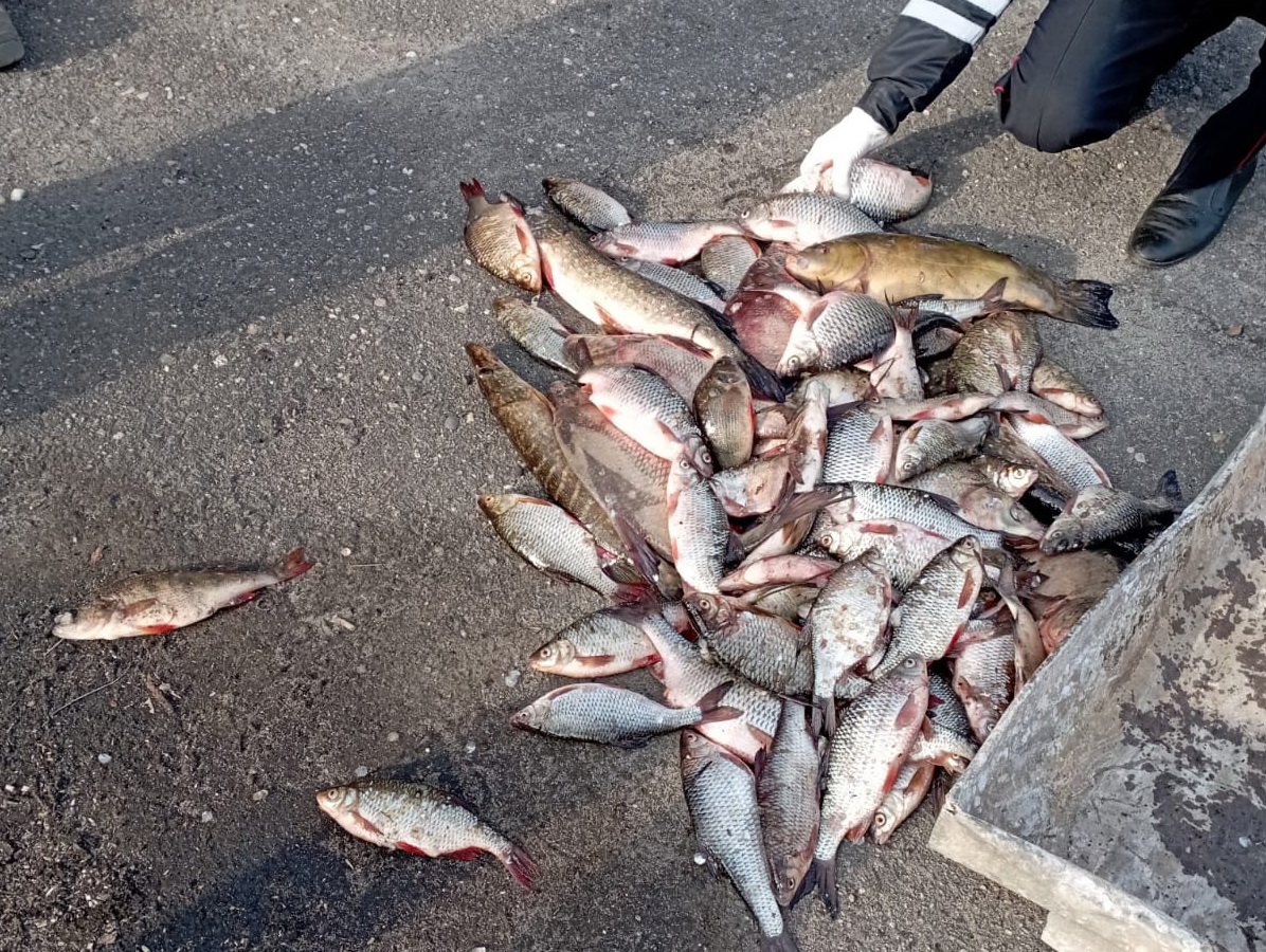Семь рыбаков - браконьеров поймали в Костромской области