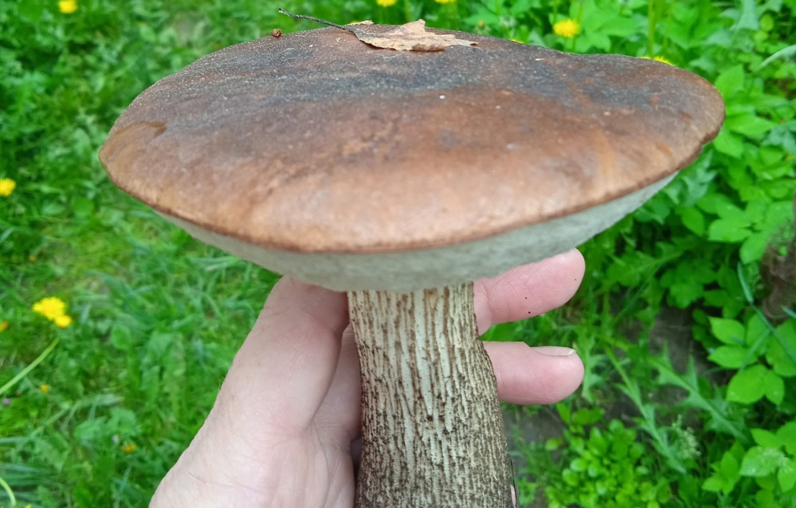 Костромичи открыли грибной сезон в этом году