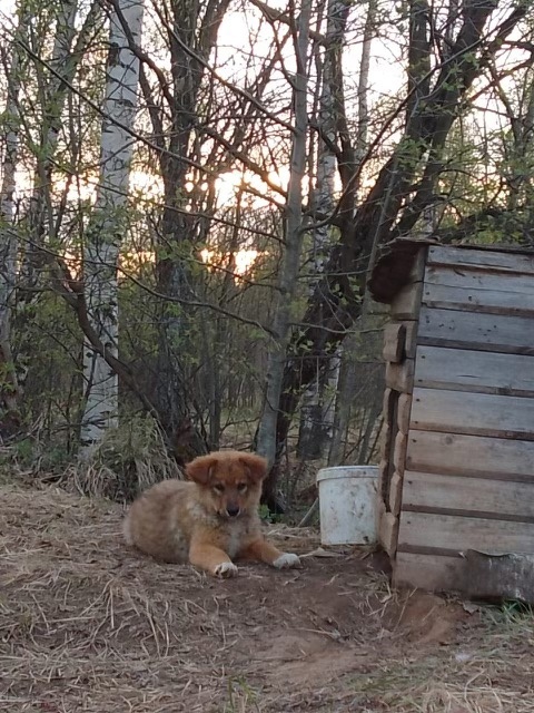 Волонтеры в шоке: в Костроме жестоко издевались над собакой и ее щенками