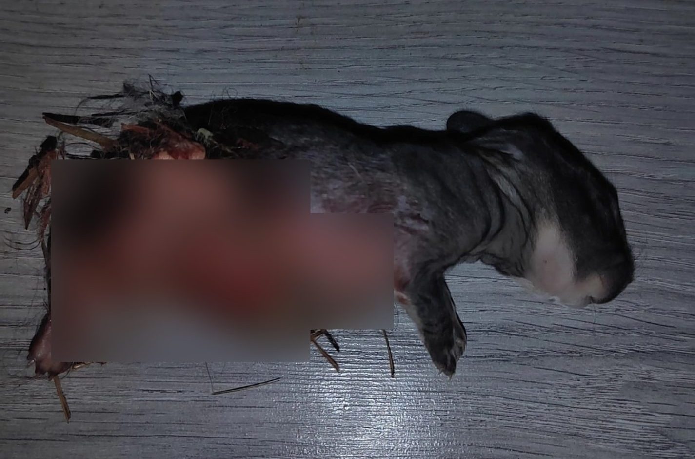 В Костроме стая собак убивает ради забавы других животных