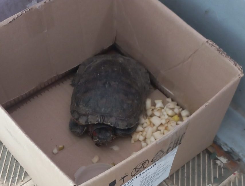 В Костроме из окна выкинули черепаху