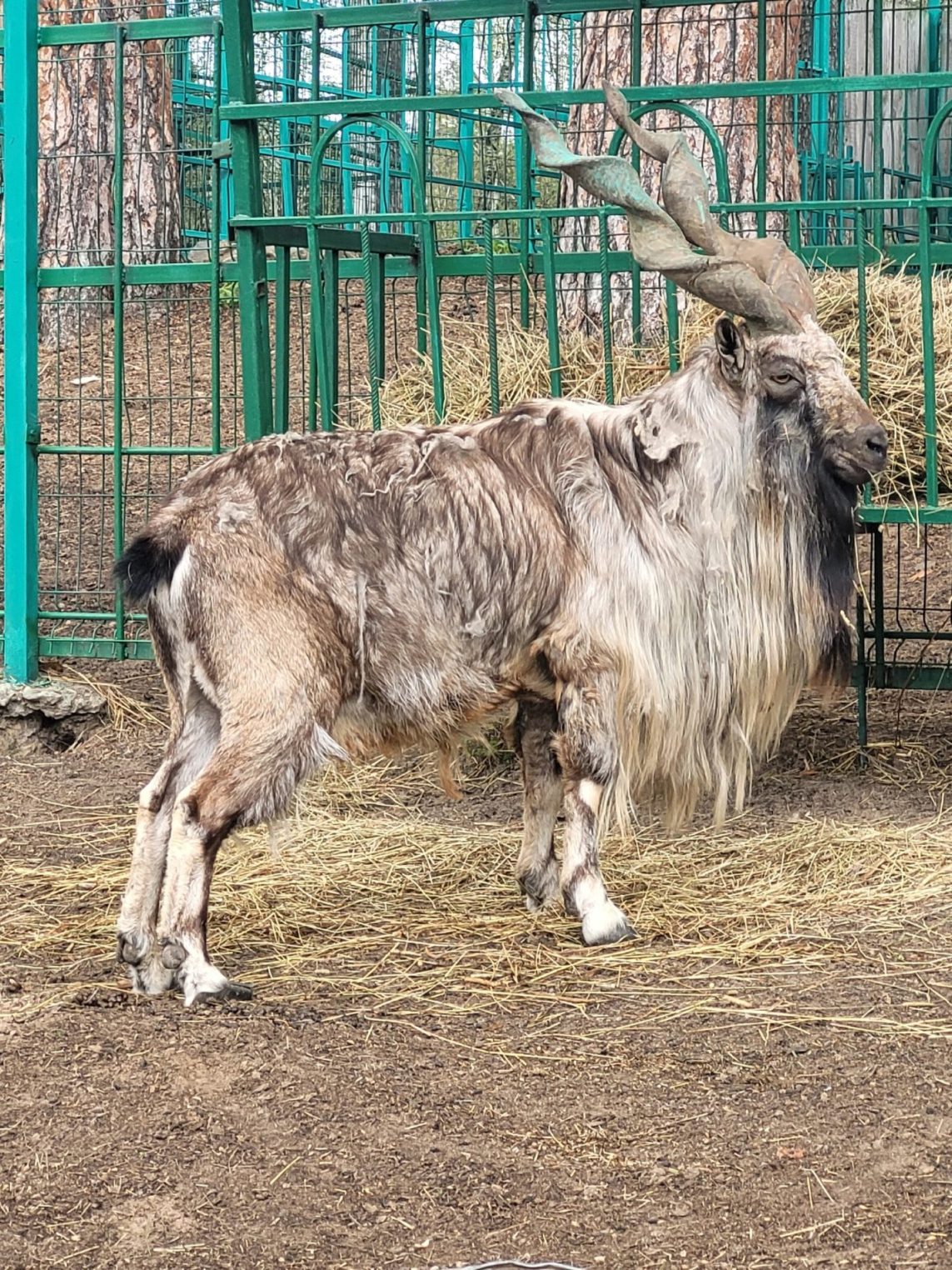 Костромичам рассказали про «нездоровый» вид животных в зоопарке