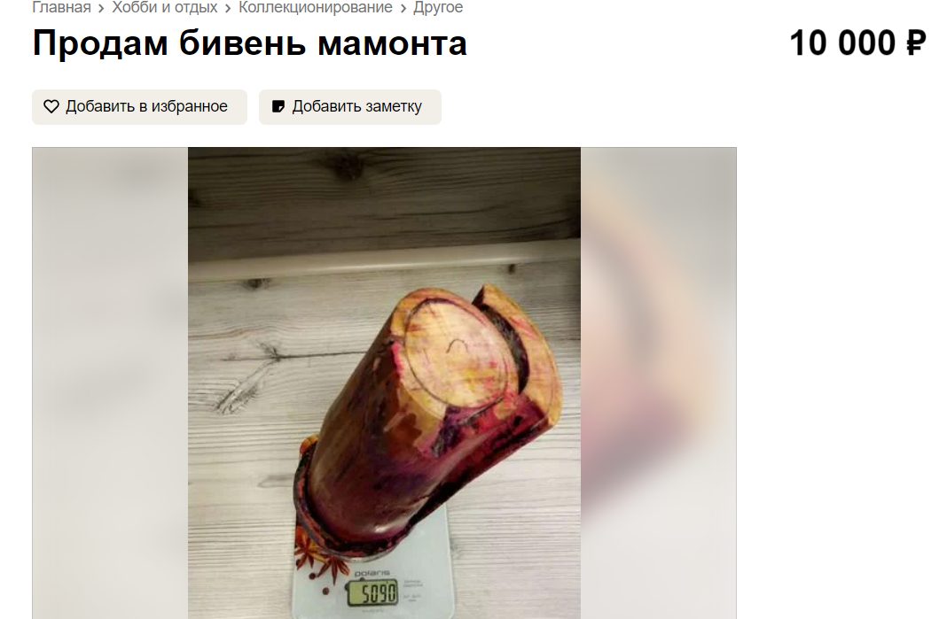Костромич продаёт пятикилограммовый бивень мамонта