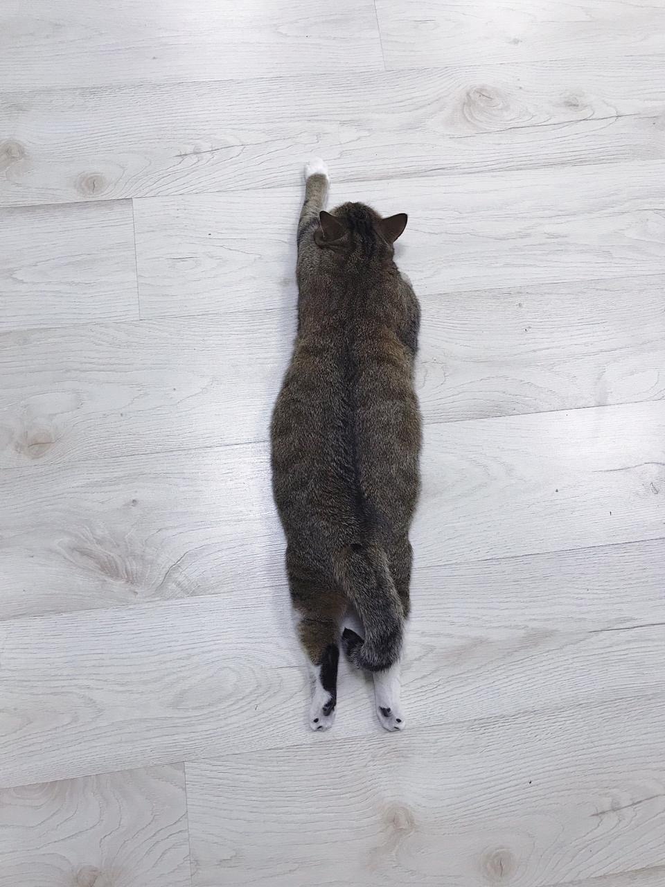 Костромские пушистые котики приглашают в гости